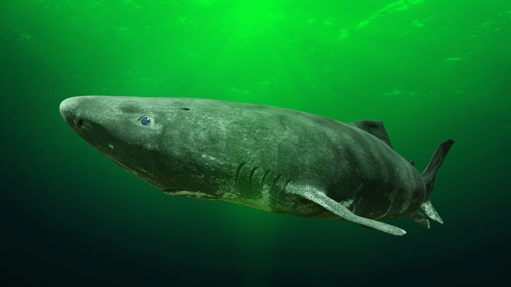 Greenland shark (Somniosus microcephalus)