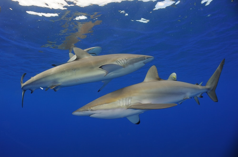 Two silky sharks in deep blue sea (Carcharhinus falciformis)
