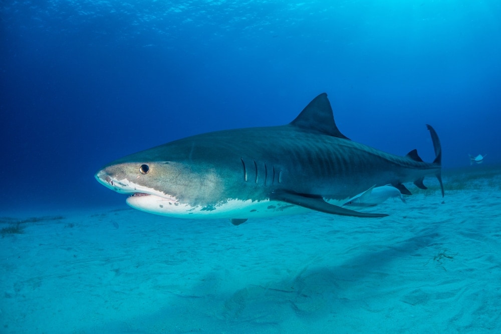 Tiger shark (Galeocerdo cuvier)