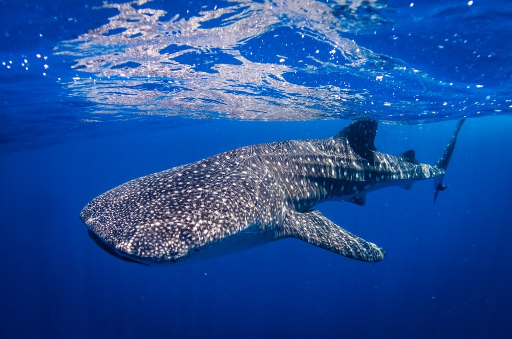 Whale shark (Rhincodon typus)