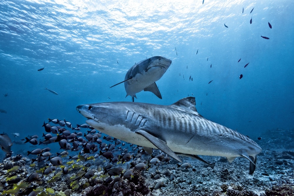 Two types of sharks swimming near a school of fish