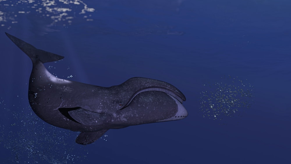 Bowhead whale chasing a school of fish 