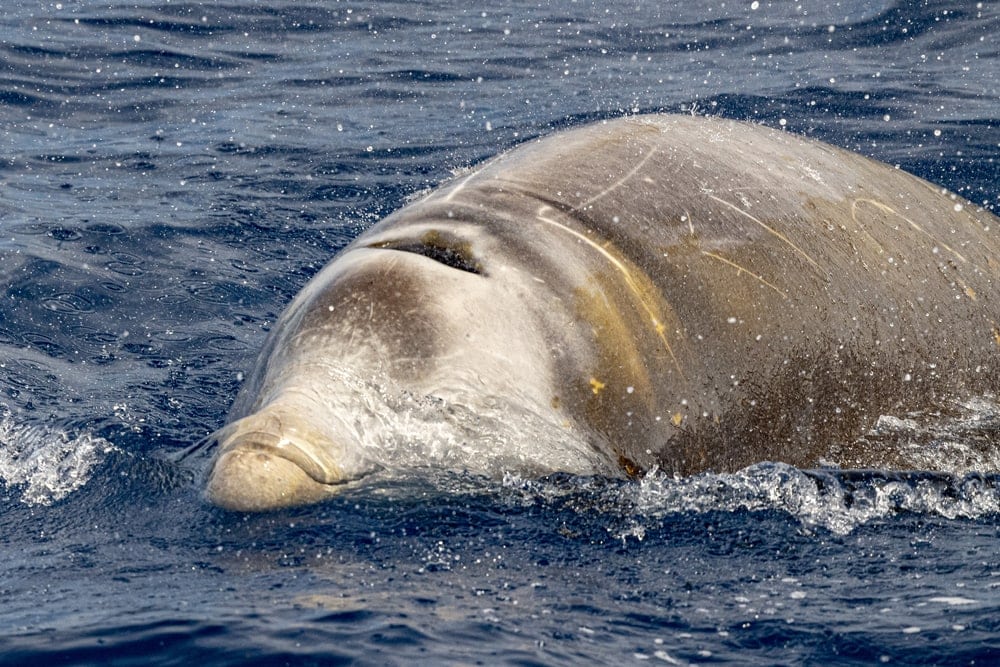 Cuvier beaked whale close up head picture