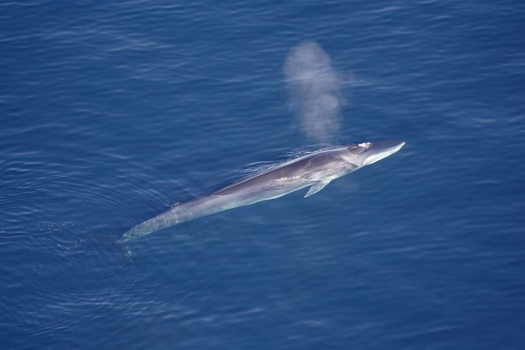 Aerial view of a fin whale exhaling