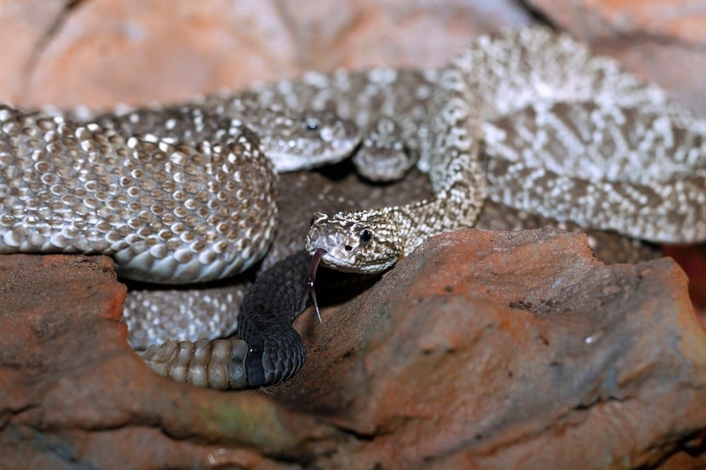 Uracoan Rattlesnake on a rock ready to attack
