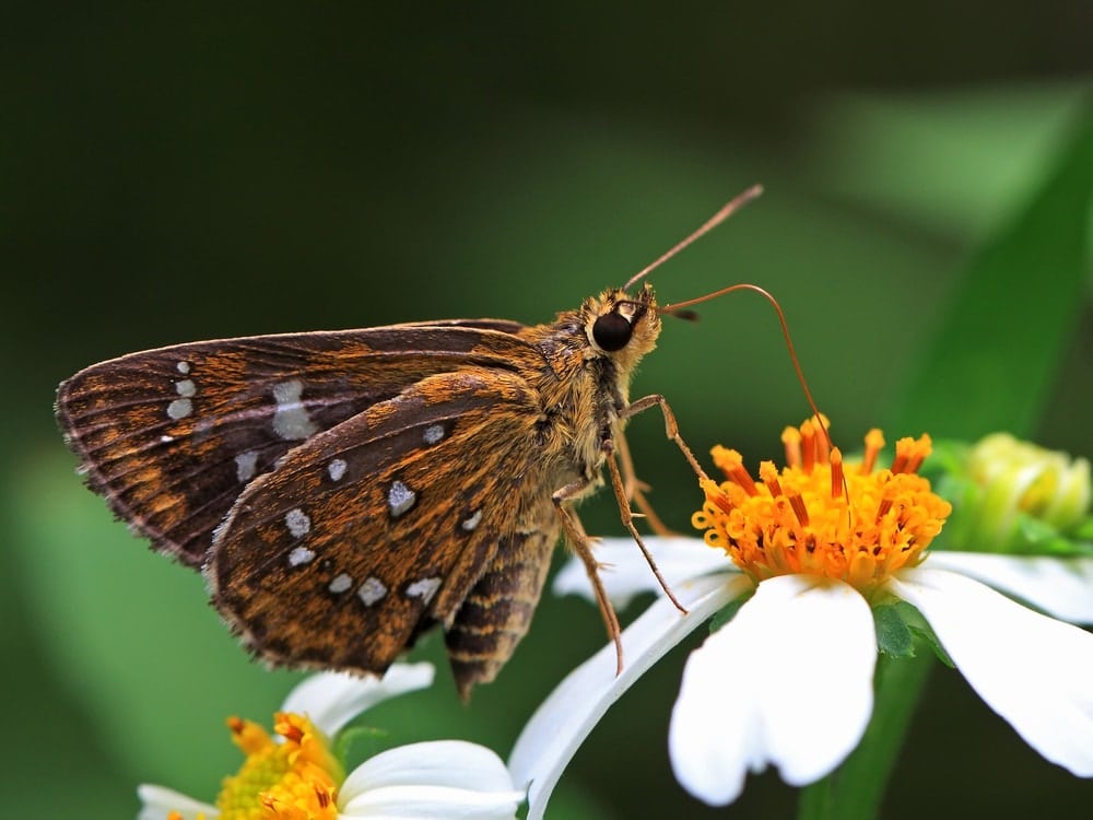 a giant skipper on a white flower