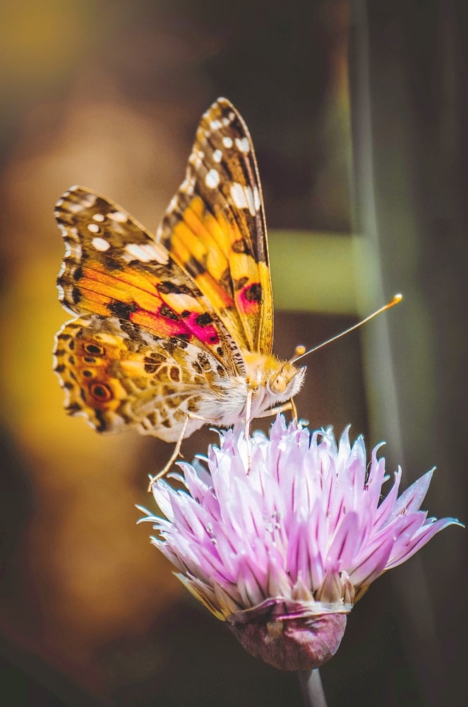 a butterfly on a lilac flower