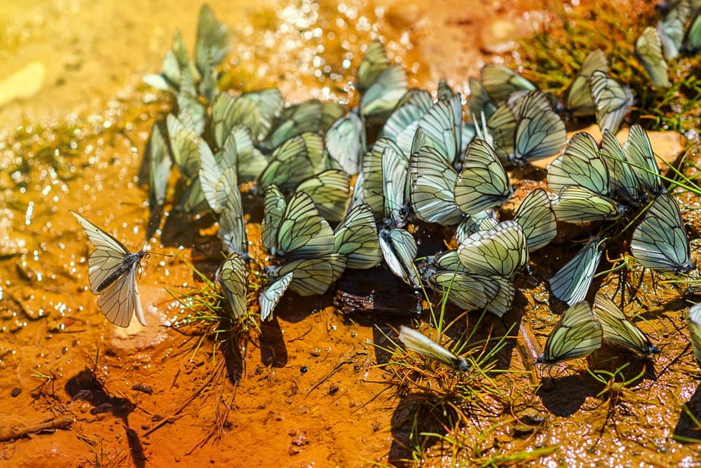 swarm of aporia Crataegi butterflies