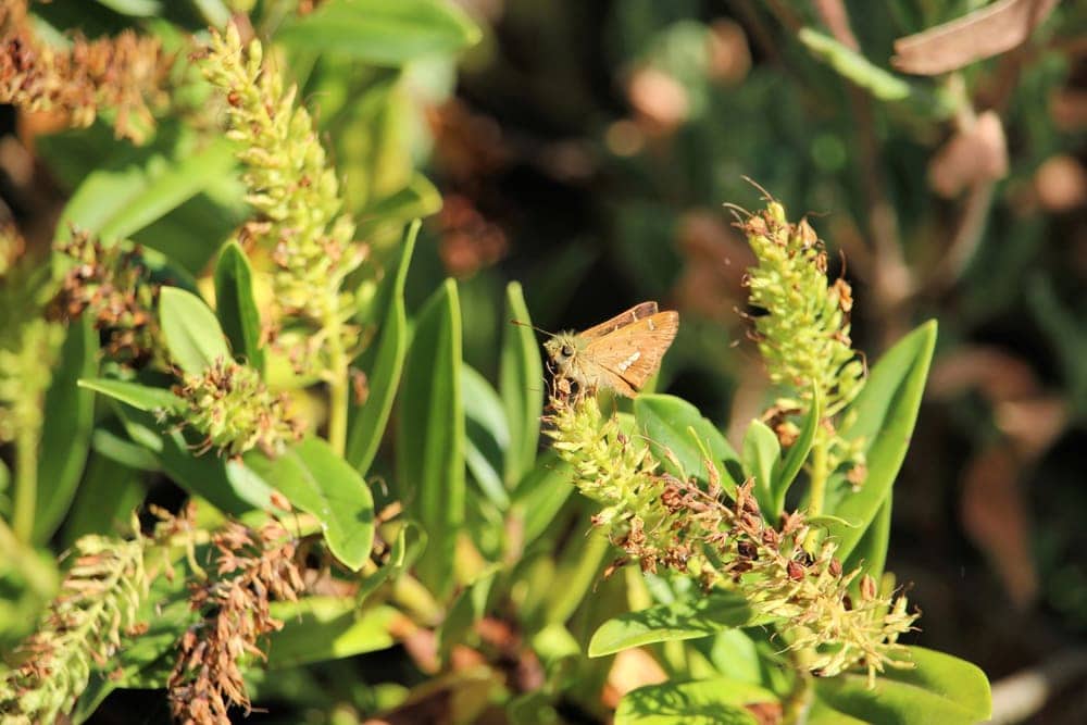 a barred skipper on a plant