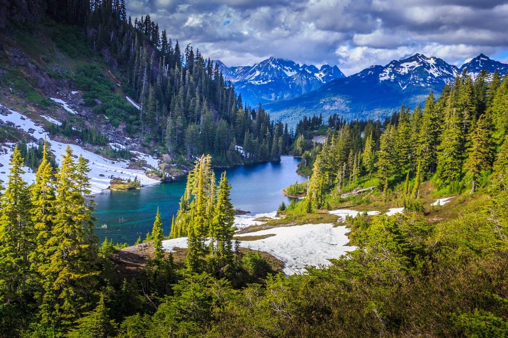 pine trees surrounding Grinnell Glacier Trailhead in Glacier National park