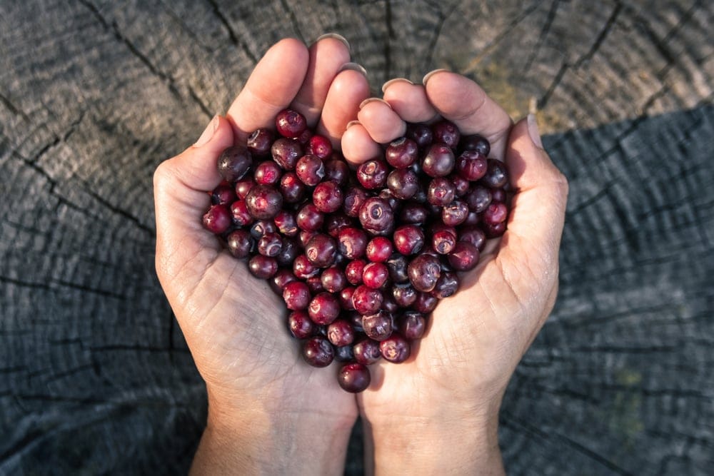 woman holding freshly picked Huckleberries