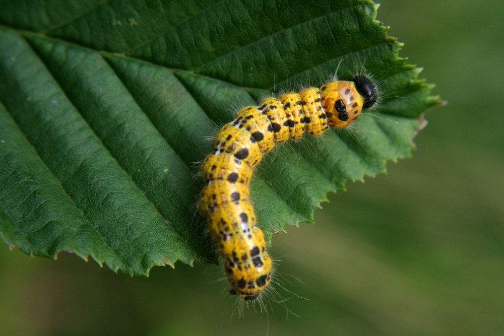 yellow caterpillar on a leaf