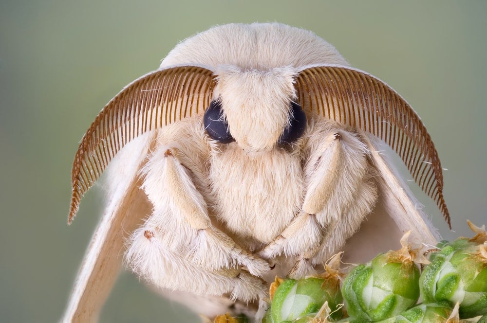 closeup photo of a silk moth on a green plant