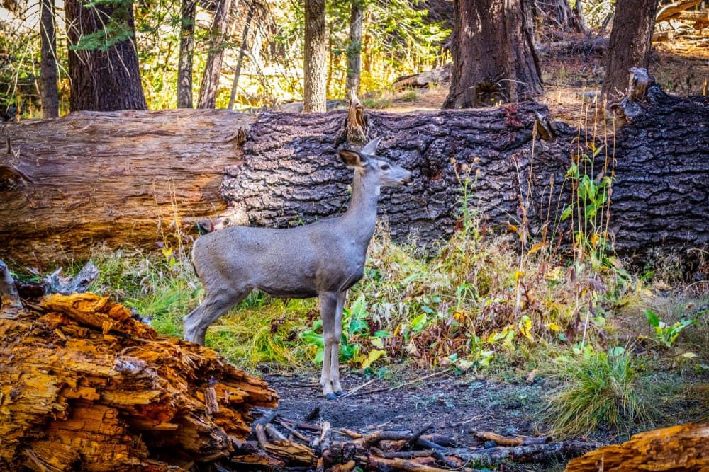 photo of a deer walking in Coyote Valley Trail