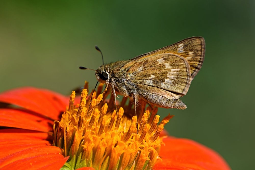 a brown grass skipper on a Mexican sunflower