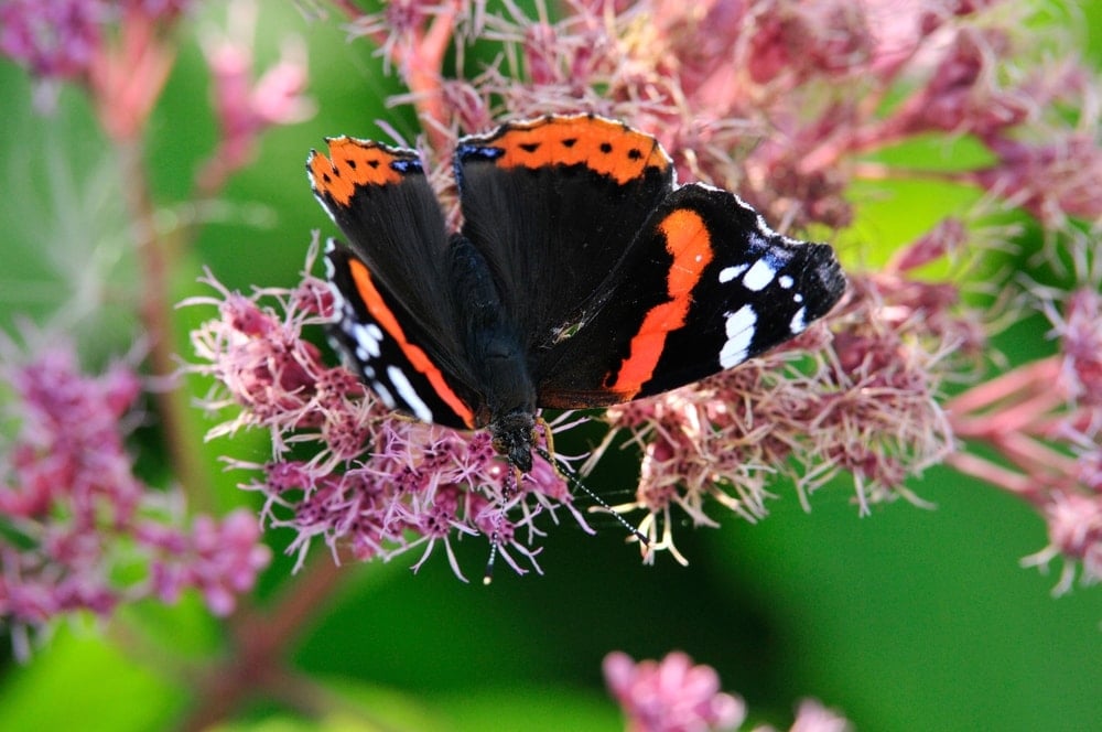 a black butterfly with red and white spots on purple flowers