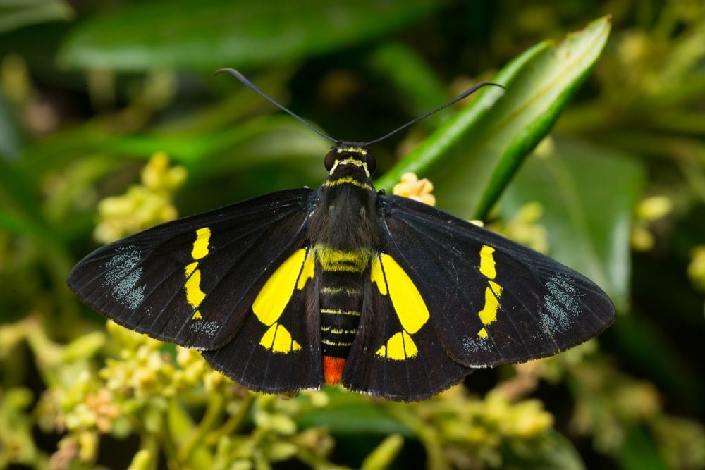 a closeup photo of a Regent Skipper while resting on a plant