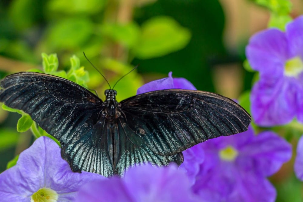 black swallowtail butterfly on blue flowers