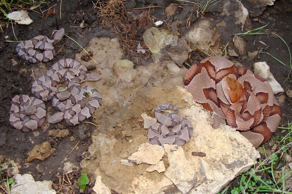 a rattlesnake with her newly hatched snakelets