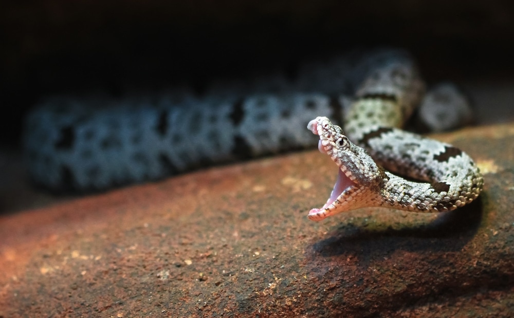 a rattlesnake with its mouth opened wide
