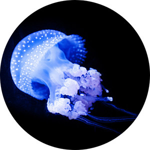 Image of floating bell, Phyllorhiza punctata from class Scyphozoa