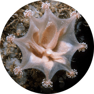 Image of stalked jellyfish from class stauroza