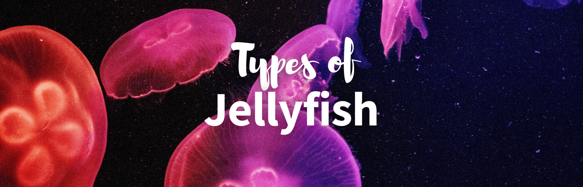 Types of jellyfish featured photo