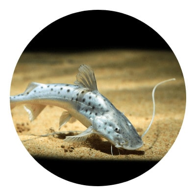 Biggest catfish icon