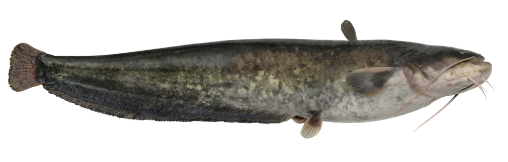 Wels catfish in white background