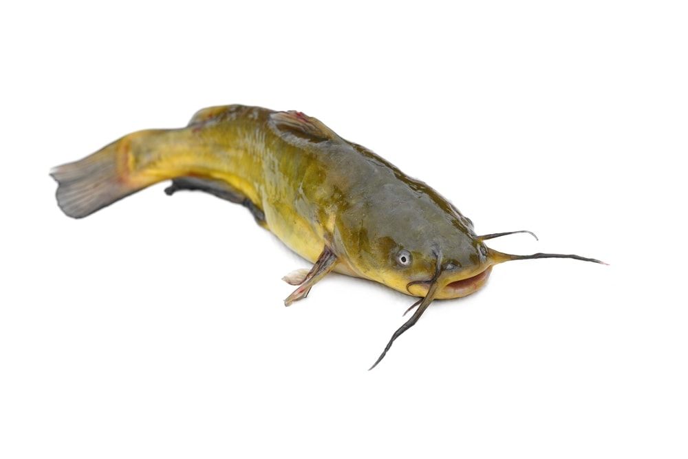 Bullhead catfish in white background