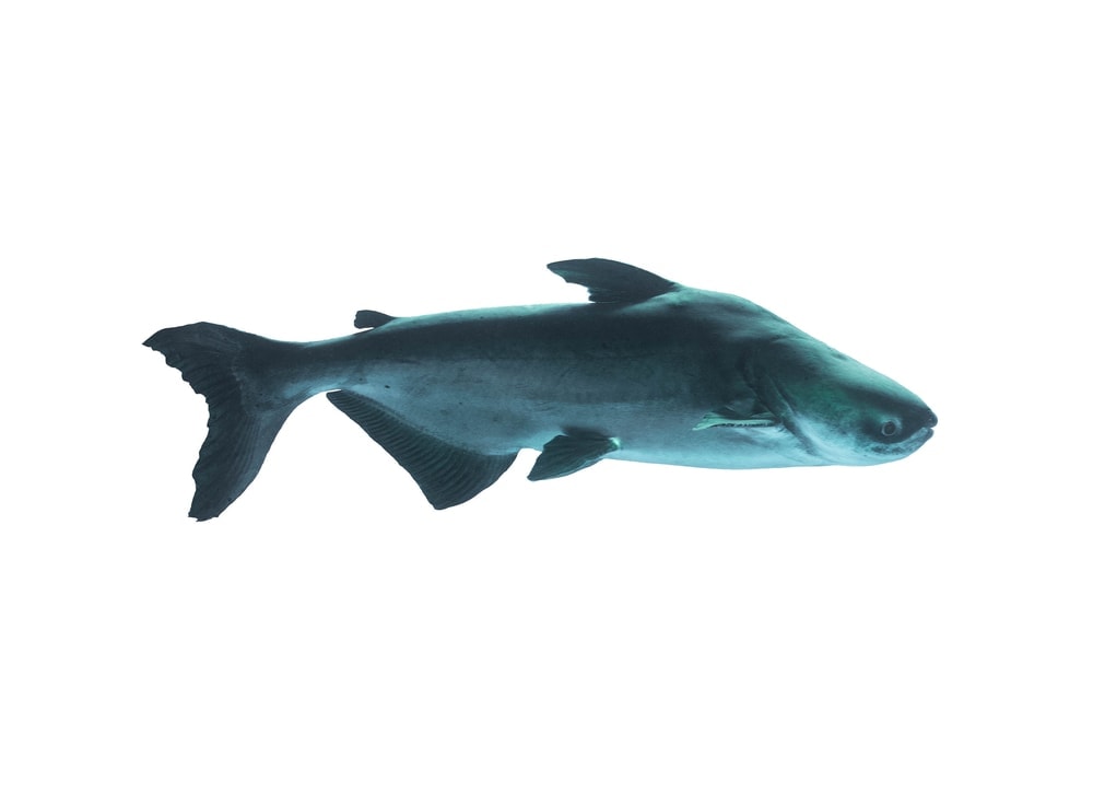 Mekong giant catfish in white background