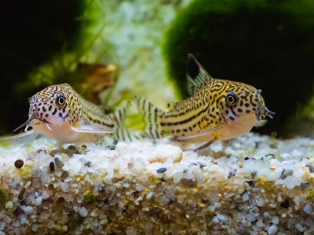Two cory catfish looking at the camera
