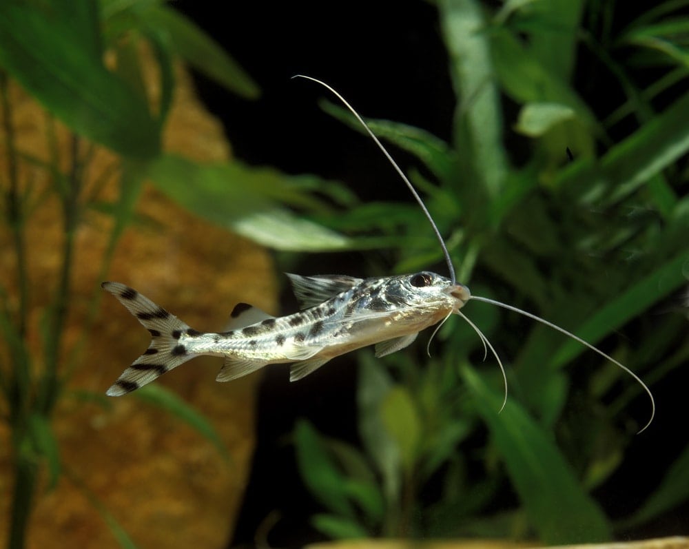 Pictus catfish swimming in an aquarium