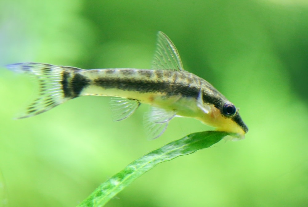 Otocinclus catfish touching a leaf