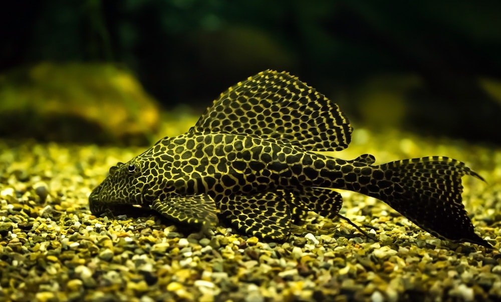 Bristlenose Pleco in dark aquarium