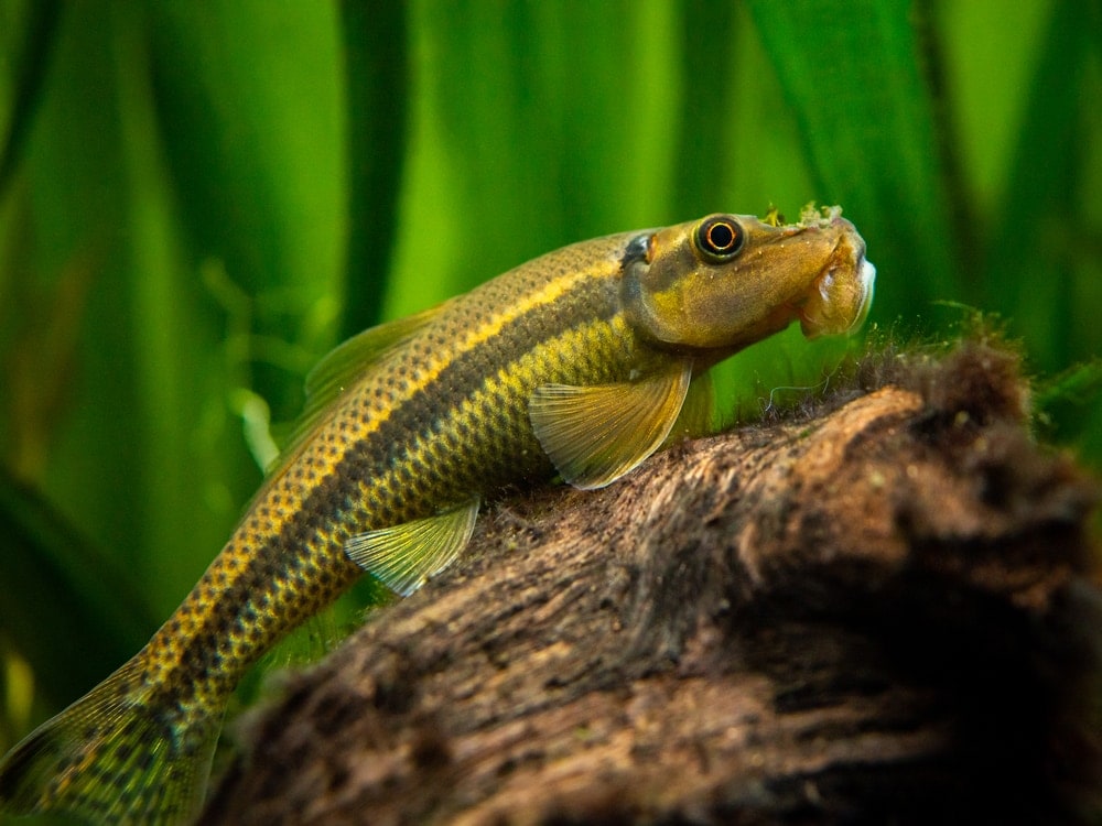 Chinese Algae Eater on a wood