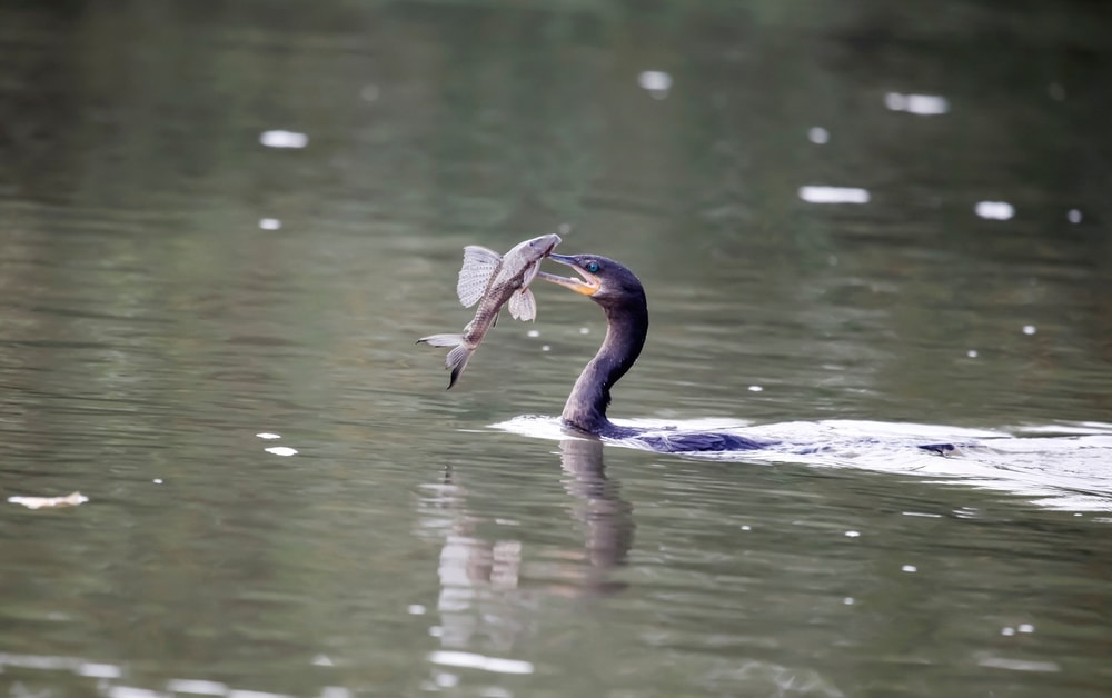 Bird eating catfish