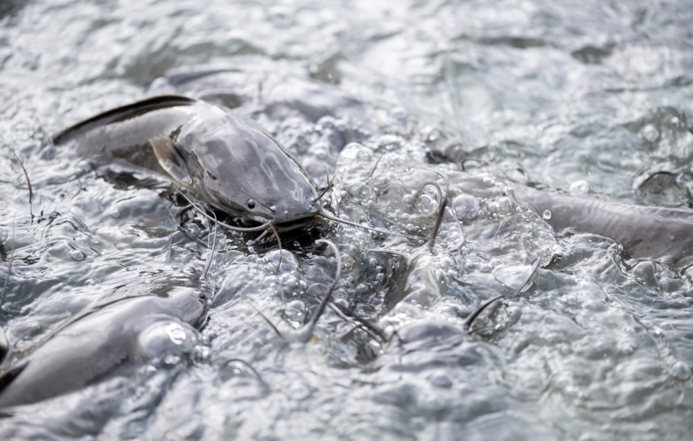 Many catfish in fishpond