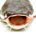 Close-up whiskers of catfish