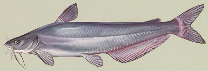 Blue catfish in plain background
