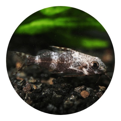 Upside down catfish icon