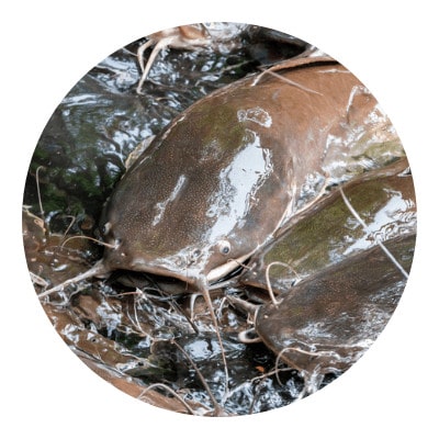 Many catfish icon