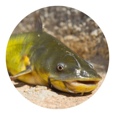 Bullheads catfish icon