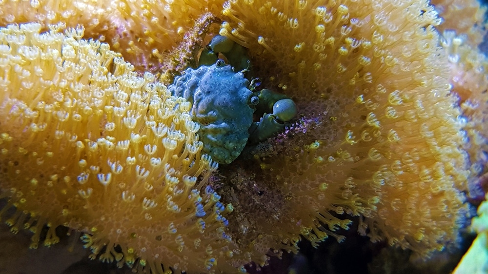 Emerald crab hiding in a coral