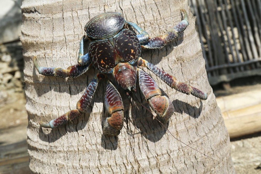 Coconut crab crawling down the tree