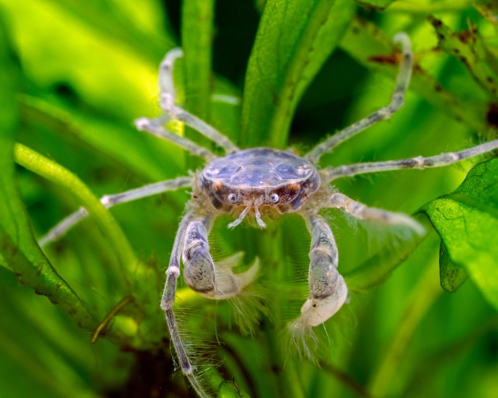 Thai micro crab on a plant
