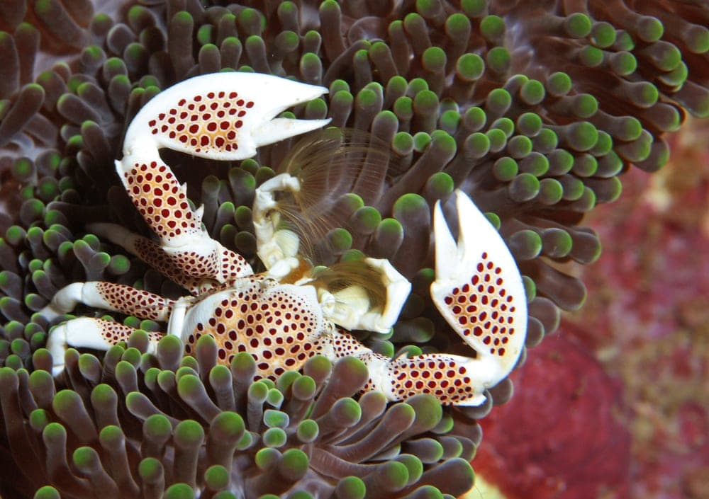 Anemone crabs in a coral reef