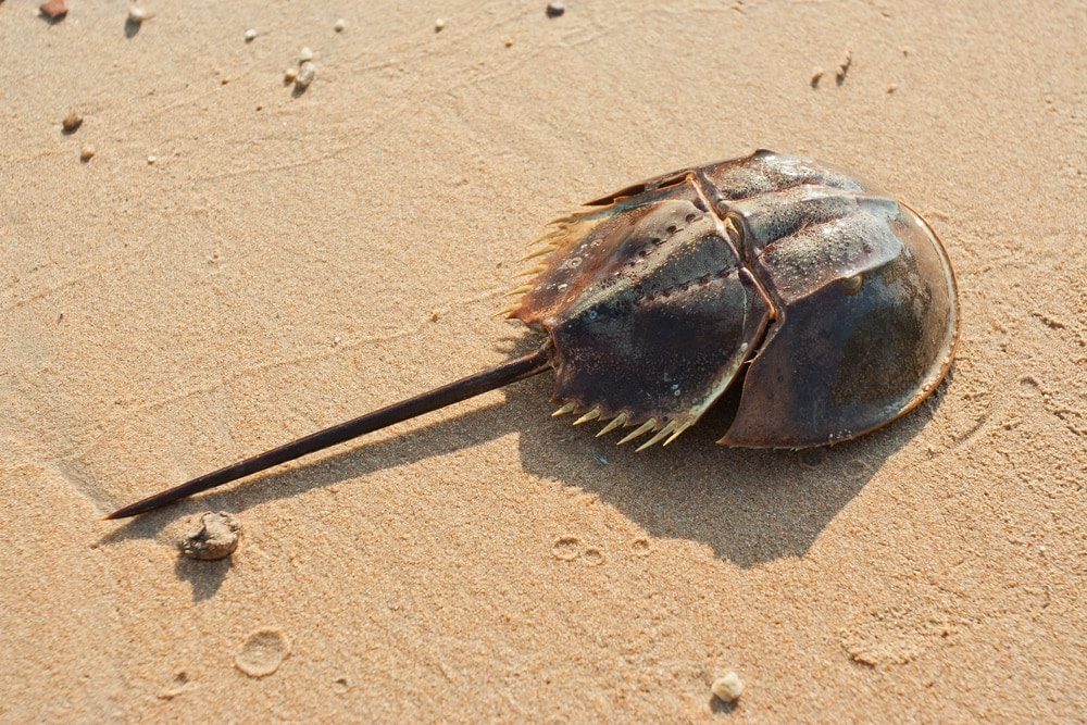 Horseshoe crab on beach sand