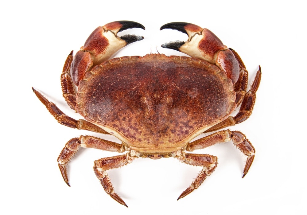 Brown crab on white background