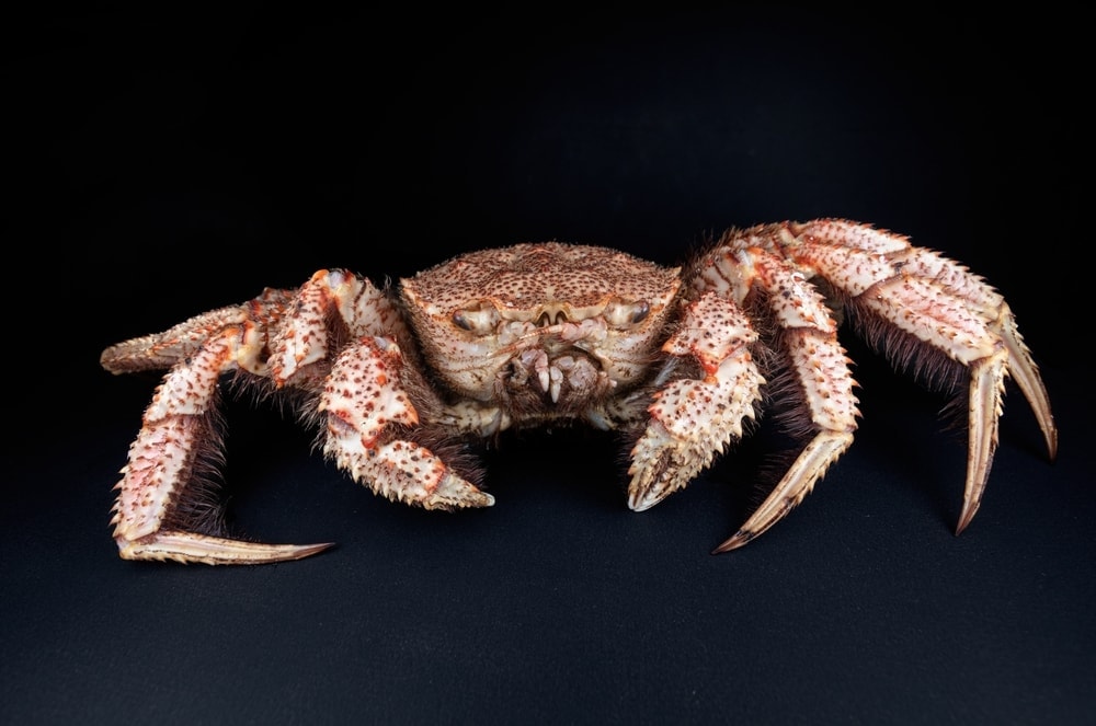 Horsehair crab on black background